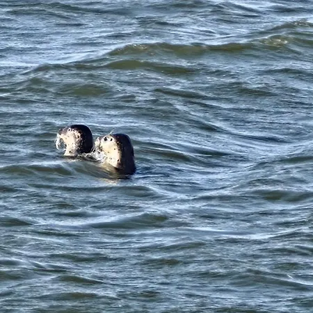 شقة Wellenklang *